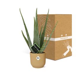 Aloe Vera 12cm in ELHO Vibes Fold 14cm geel (21674)