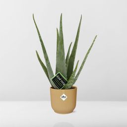 Aloe Vera 12cm in ELHO Vibes Fold 14cm geel (21674)