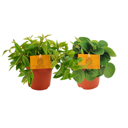 Peperomia Duo 2.0 - 2 stuks (30375)