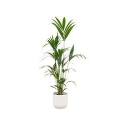 Kentia palm inclusief elho Vibes Fold Round wit (8721081601734)