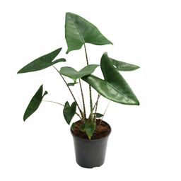 Alocasia Zebrina (18758)