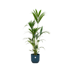 Kentia palm inclusief elho Vibes Fold Round blauw (8721081601635)