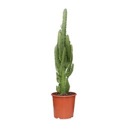 Euphorbia Trigona (21222)