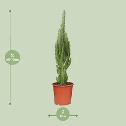 Euphorbia Trigona (21222)