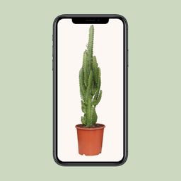 Euphorbia Trigona (21222)