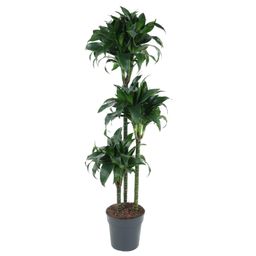 Dracaena Tatuade - 140 cm - ø24 (8721055692690)