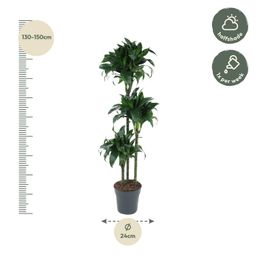 Dracaena Tatuade - 140 cm - ø24 (8721055692690)