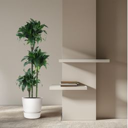 Dracaena Tatuade - 140 cm - ø24 (8721055692690)