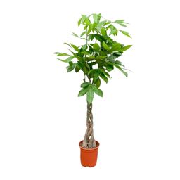 Pachira Aquatica - 150cm - ø24 (8721055693925)