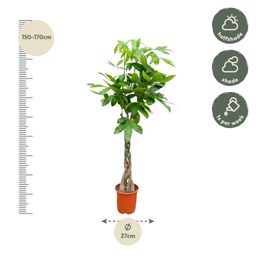 Pachira Aquatica - 150cm - ø24 (8721055693925)
