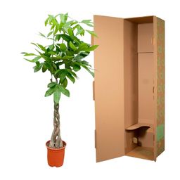 Pachira Aquatica - 150cm - ø24 (8721055693925)