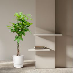 Pachira Aquatica - 150cm - ø24 (8721055693925)