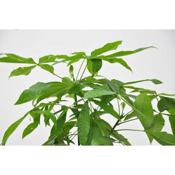Pachira Aquatica - 150cm - ø24 (8721055693925)