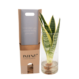 Sanseviera in Cylinder glas (8720634287586)