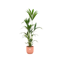Kentia palm inclusief elho Vibes Fold Round roze (8721081601680)