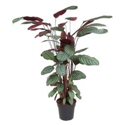 Calathea Oppenheimiana - 130 cm - ø27 (8721055692119)
