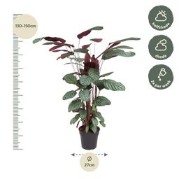 Calathea Oppenheimiana - 130 cm - ø27 (8721055692119)