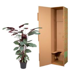 Calathea Oppenheimiana - 130 cm - ø27 (8721055692119)