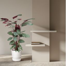 Calathea Oppenheimiana - 130 cm - ø27 (8721055692119)