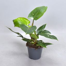 Philodendron White Princess (Decorum) (22309)