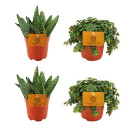 2x Aloe Paradisicum + 2x Sedum Tornado - 4 stuks - Ø10.5cm (22734)