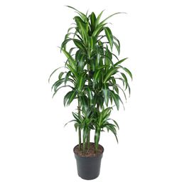 Dracaena Hawaiiana Carrousel - 150 cm - ø31 (8721055692430)