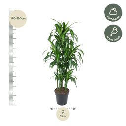 Dracaena Hawaiiana Carrousel - 150 cm - ø31 (8721055692430)