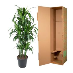 Dracaena Hawaiiana Carrousel - 150 cm - ø31 (8721055692430)