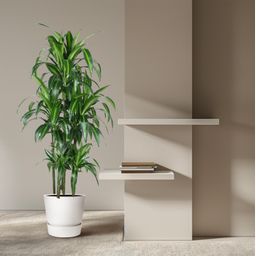 Dracaena Hawaiiana Carrousel - 150 cm - ø31 (8721055692430)