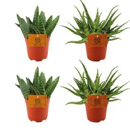 2x Aloe Paradisicum + 2x Aloe Spider - 4 stuks - Ø10.5cm (22686)