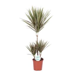 Dracaena Bicolor (15991)