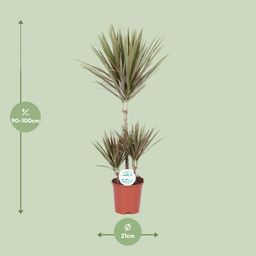 Dracaena Bicolor (15991)