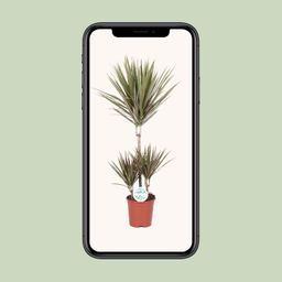 Dracaena Bicolor (15991)