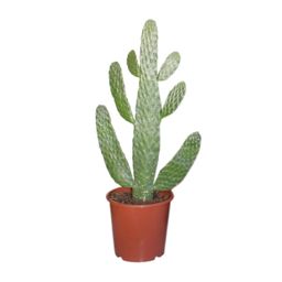 Opuntia Consolea (21224)