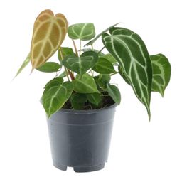 Anthurium Chrystallium - 35 cm - ø12 (8721081685154)