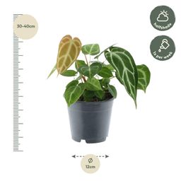 Anthurium Chrystallium - 35 cm - ø12 (8721081685154)
