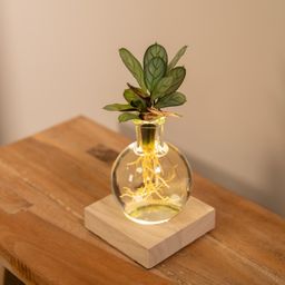 Calathea in Samoa glas met LED verlichting (8720634287401)