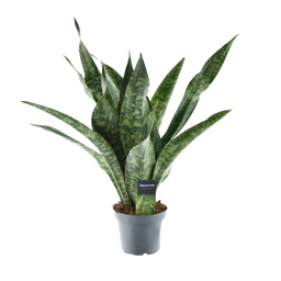 Sansevieria Aubrytniana Dragon (16322)