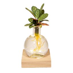 Calathea in Samoa glas met LED verlichting (8720634287401)