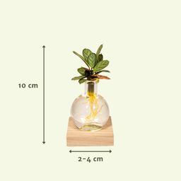 Calathea in Samoa glas met LED verlichting (8720634287401)