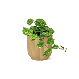 Scindapsus Pictus ‘Argyraeus’ in ELHO Vibes Fold 14cm geel (21683)