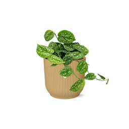 Scindapsus Pictus ‘Argyraeus’ in ELHO Vibes Fold 14cm geel (21683)