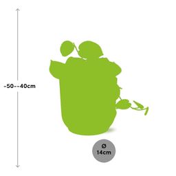 Scindapsus Pictus ‘Argyraeus’ in ELHO Vibes Fold 14cm geel (21683)