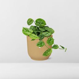 Scindapsus Pictus ‘Argyraeus’ in ELHO Vibes Fold 14cm geel (21683)