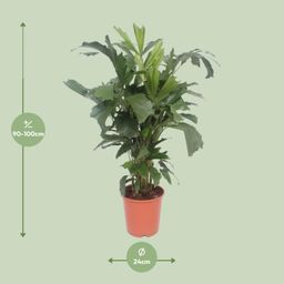 Caryota Mitis (10125)