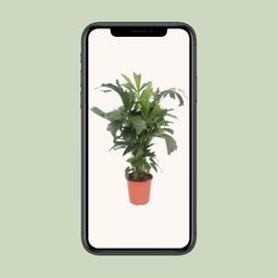 Caryota Mitis (10125)