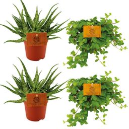 2x Aloe Spider + 2x Peperomia Rotundifolia - 4 stuks - Ø10.5cm (22771)