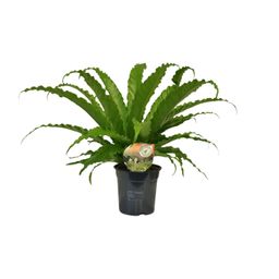 Asplenium Osaka (9909)