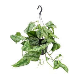 Scindapsus Pictus Trebie (8720634284738)