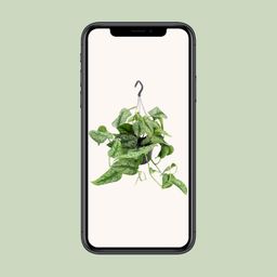 Scindapsus Pictus Trebie (8720634284738)